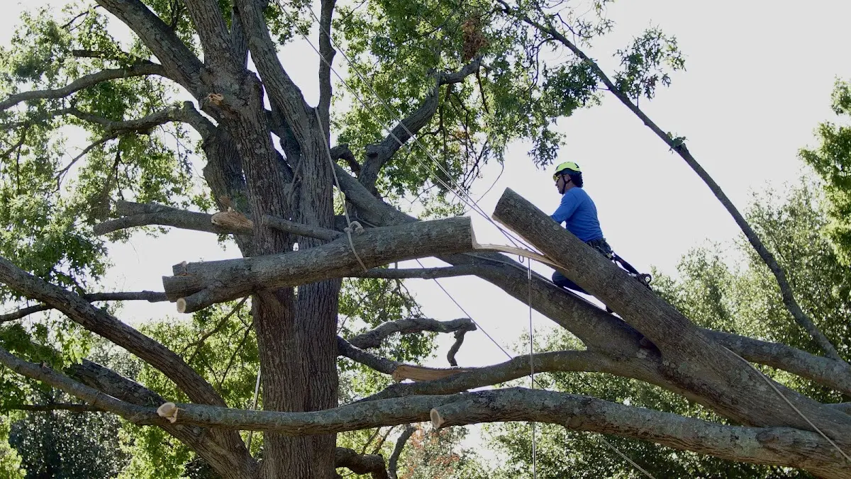 Professional Hazardous Tree Removal performed by certified arborists in Blaine