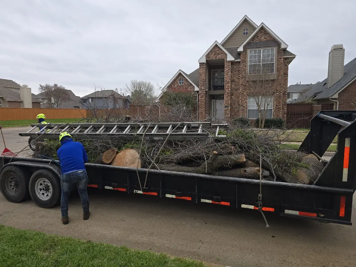 Expert Tree Removal with proper safety equipment in Blaine
